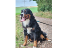 Eigentümer Bilder Wuff-Ontour – Hundetraining & Gassi-Service Coburg