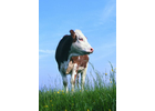 Bildergallerie Schunk Peter Dr.Dr. prakt. Tierarzt Fachtierarzt für Chirurgie, Augenheilkunde Bad Rodach
