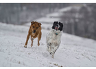 Eigentümer Bilder Lohr Katja Snoots Hundeschule & Hundefotografie Dresden