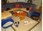 Bildergallerie Siegel Susanne, Susannes Pfotentreff Dog-Sitting-Service u. Siegel Timo Sennfeld