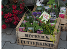 Bildergallerie Blumen Honig - HONIG Floristik & Pflanzen Sulzbach-Rosenberg