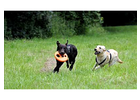 Eigentümer Bilder George Romy Hundeschule Radeberg