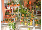 Bildergallerie Chemnitzer Blumenring Einzel- Meißen