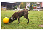 Eigentümer Bilder George Romy Hundeschule Radeberg