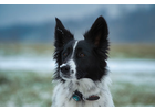 Eigentümer Bilder Lohr Katja Snoots Hundeschule & Hundefotografie Dresden