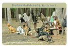 Bildergallerie Strohbach Dorlit Hundeschule & Hundephysiotherapie Radeberg