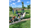 Bildergallerie Wuff-Ontour – Hundetraining & Gassi-Service Coburg