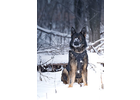 Eigentümer Bilder Lohr Katja Snoots Hundeschule & Hundefotografie Dresden