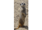 Bildergallerie Wildpark Osterzgebirge Tierpflege Geising