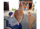 Bildergallerie Lama-Ponyhof Inh. Schittko Langenbernsdorf