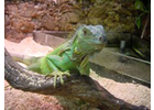 Eigentümer Bilder Giga-Zoo Grafling