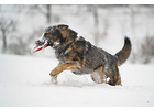 Eigentümer Bilder Lohr Katja Snoots Hundeschule & Hundefotografie Dresden