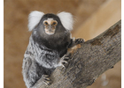 Bildergallerie Wildpark Osterzgebirge Tierpflege Geising