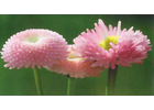 Eigentümer Bilder Tausendschön Blumenfachgeschäft Treuchtlingen