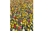 Bildergallerie Andreas Lang Gartenbau Blumenfachgeschäft Wiesentheid