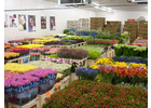 Eigentümer Bilder Chemnitzer Blumenring Einzel- Meißen
