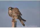Eigentümer Bilder Dr.-Ing. Timo Wüstholz - Fotografie Neuenstein, Württ